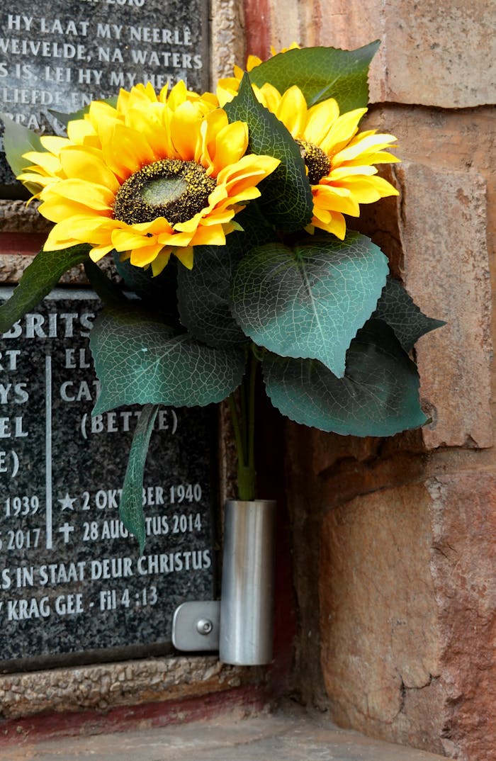 Vibrant sunflowers placed in a cemetery as a tribute and symbol of remembrance.